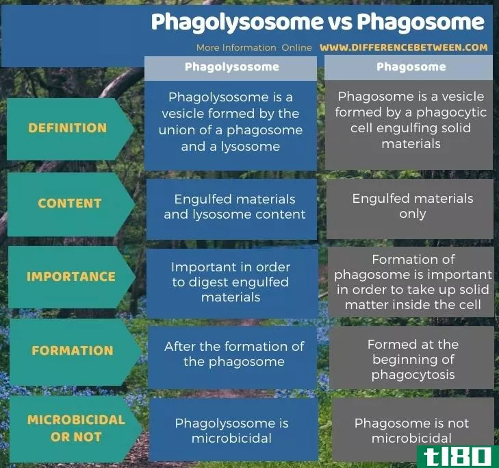 吞噬小体(phagolysosome)和吞噬体(phagosome)的区别