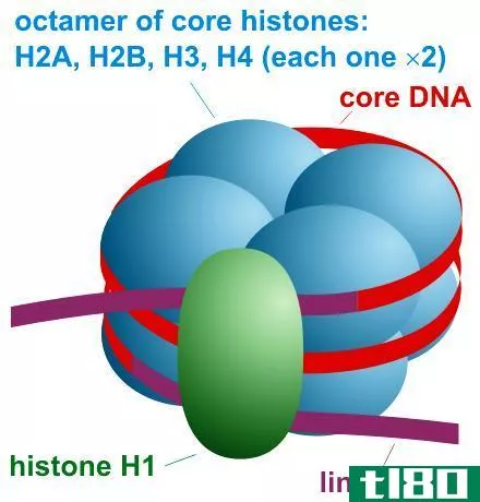 组蛋白(histones)和核小体(nucleosomes)的区别