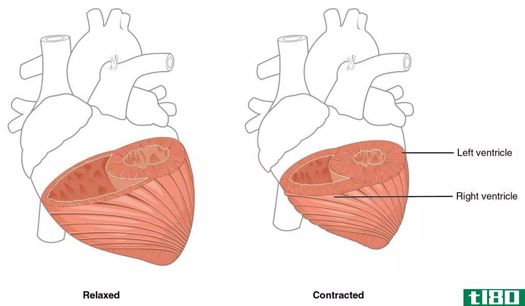 耳廓(auricle)和心室(ventricle)的区别
