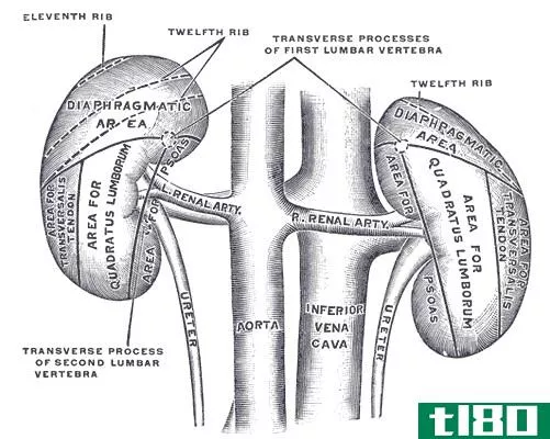 左边(left)和右肾(right kidney)的区别