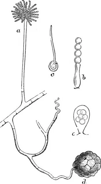 萌芽(budding)和孢子形成(spore formation)的区别