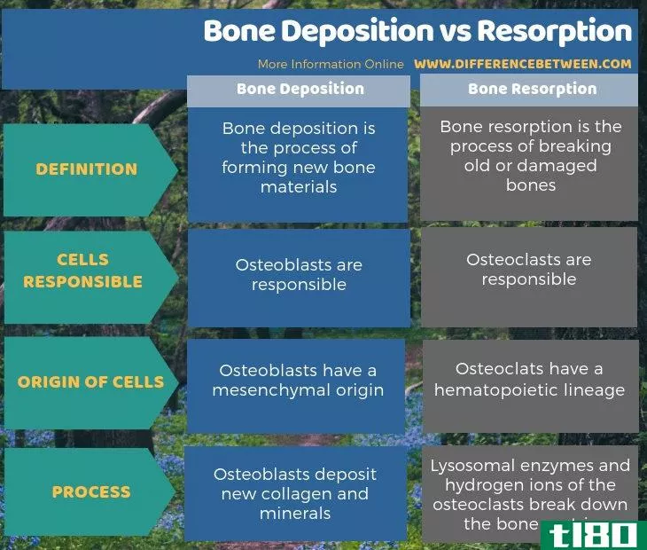 骨沉积(bone deposition)和吸收(resorption)的区别