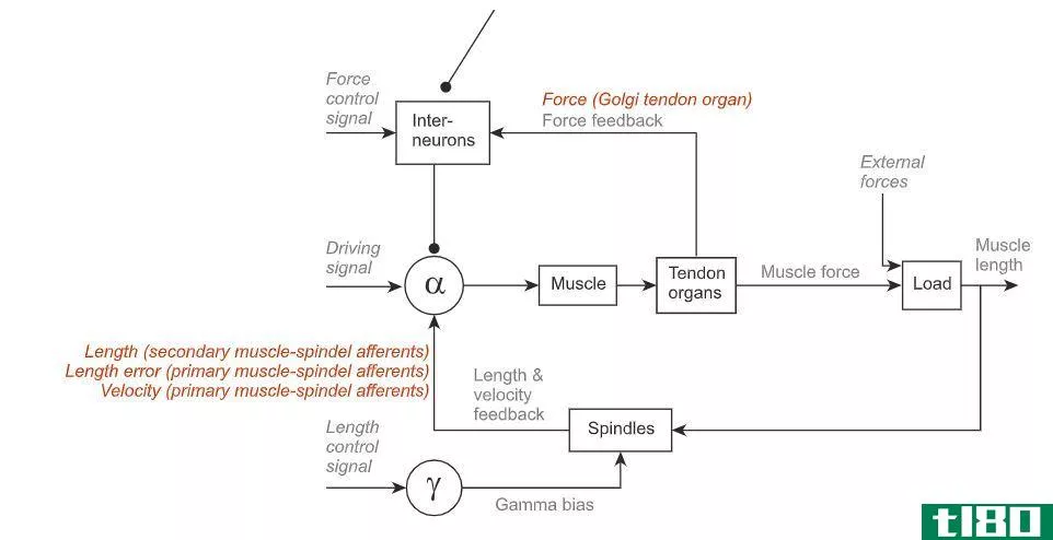 机械感受器(mechanoreceptors)和本体感受器(proprioceptors)的区别