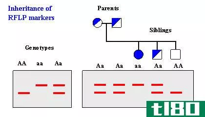 基因分型(genotyping)和排序(sequencing)的区别