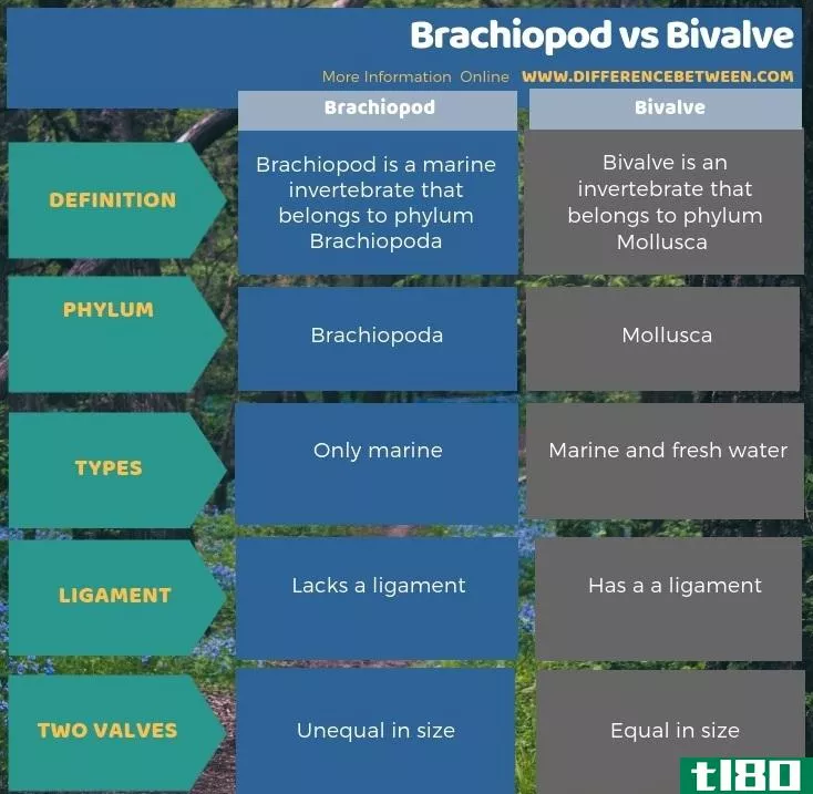 腕足动物(brachiopod)和双壳类(bivalve)的区别