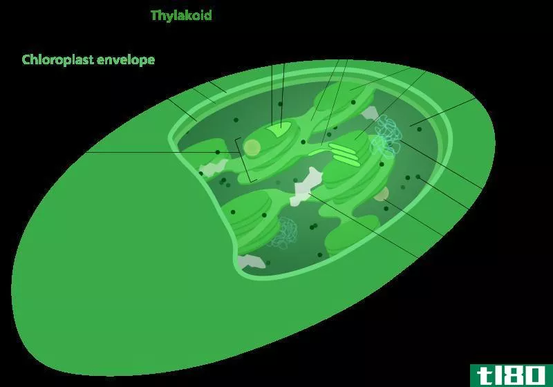 类囊体(thylakoid)和基质(stroma)的区别