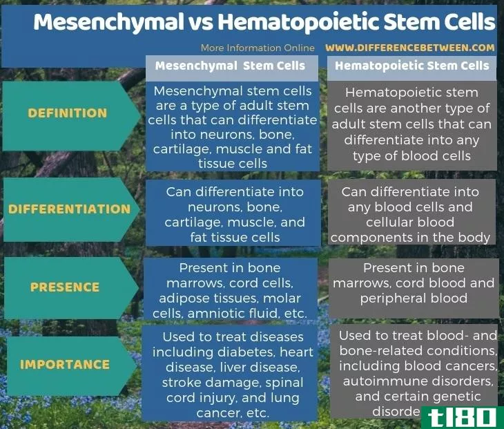 间充质(mesenchymal)和造血干细胞(hematopoietic stem cells)的区别