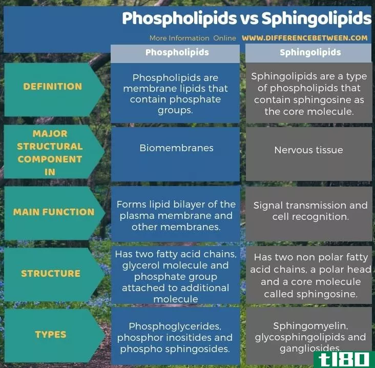 磷脂(phospholipids)和鞘脂(sphingolipids)的区别