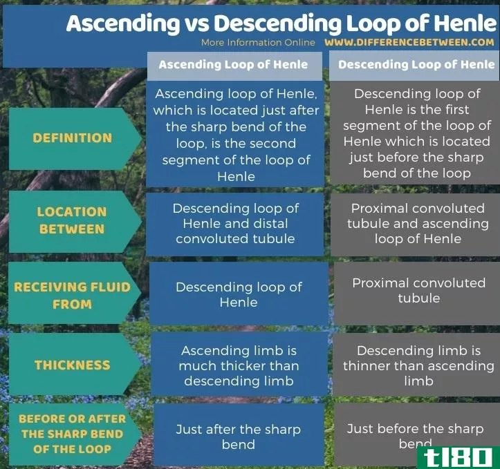 提升(ascending)和亨勒下降环(descending loop of henle)的区别