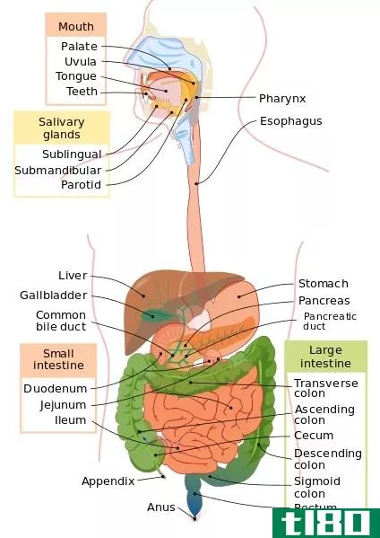 胃内消化(digestion in stomach)和肠内消化(digestion in intestine)的区别