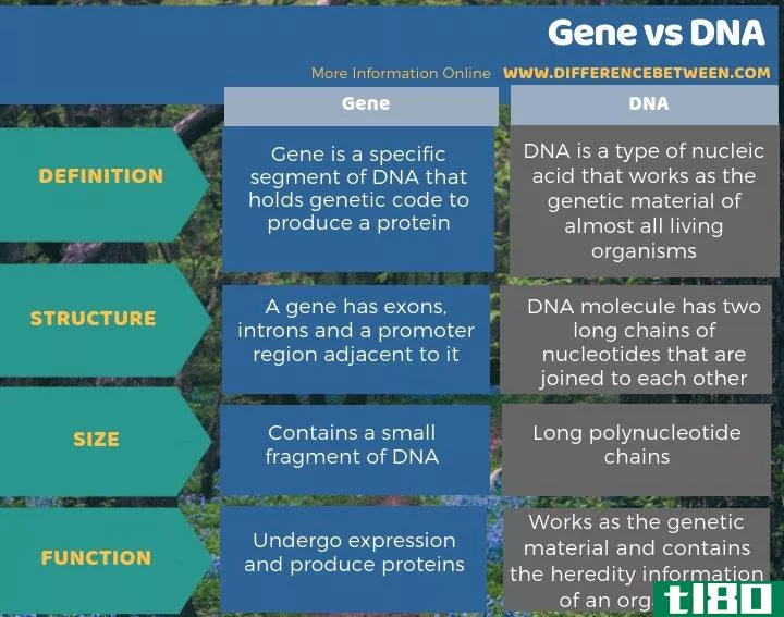 基因(gene)和dna(dna)的区别
