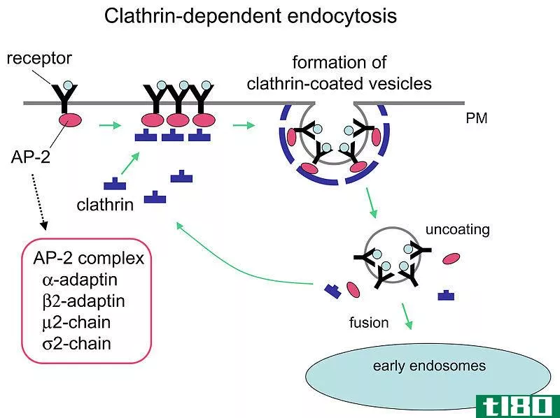 内吞作用(endocytosis)和受体介导的内吞作用(receptor mediated endocytosis)的区别