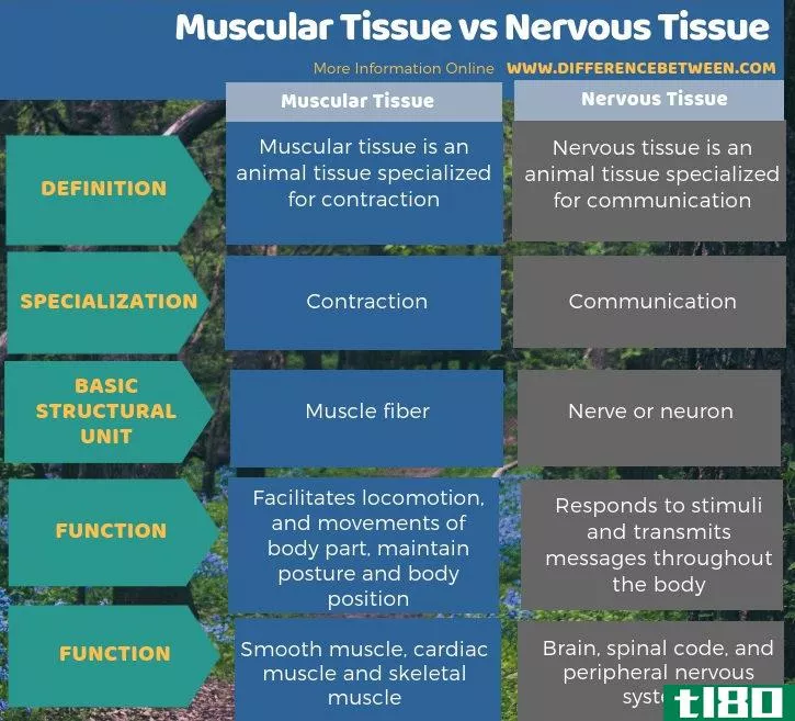 肌肉组织(muscular tissue)和神经组织(nervous tissue)的区别
