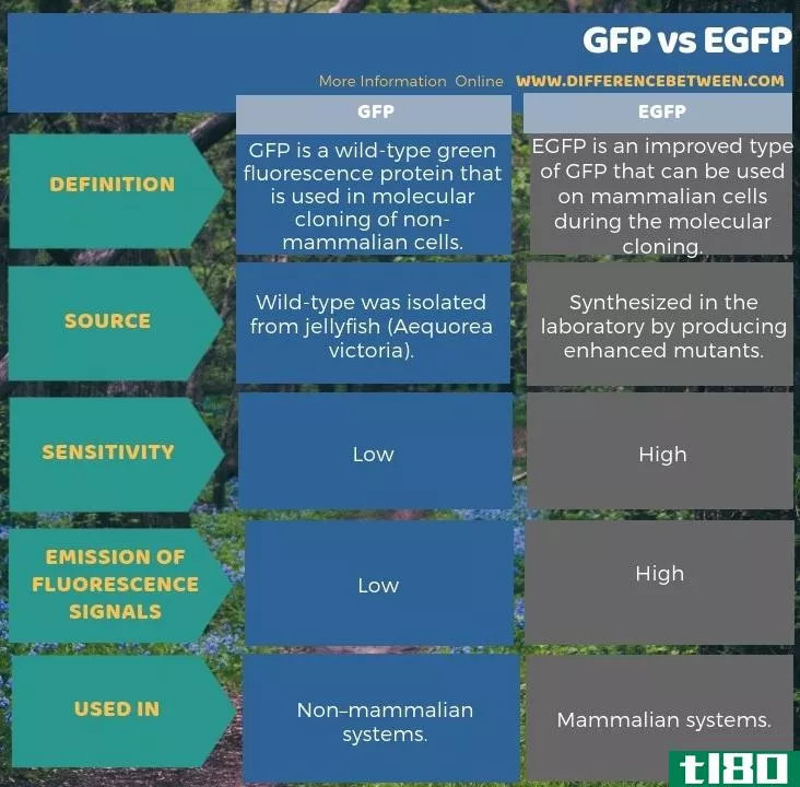 绿色荧光蛋白(gfp)和表皮生长因子(egfp)的区别