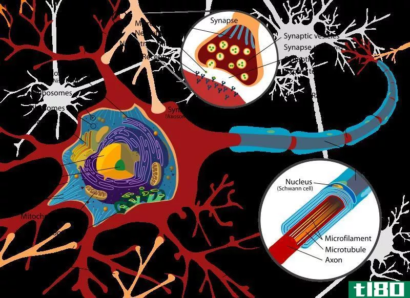 神经鞘膜(neurilemma)和髓鞘(myelin sheath)的区别