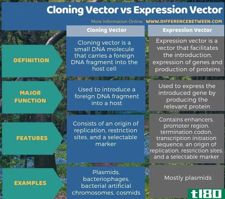 克隆载体(cloning vector)和表达式向量(expression vector)的区别