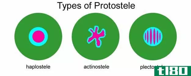 原中柱(protostele)和虹吸管(siphonostele)的区别
