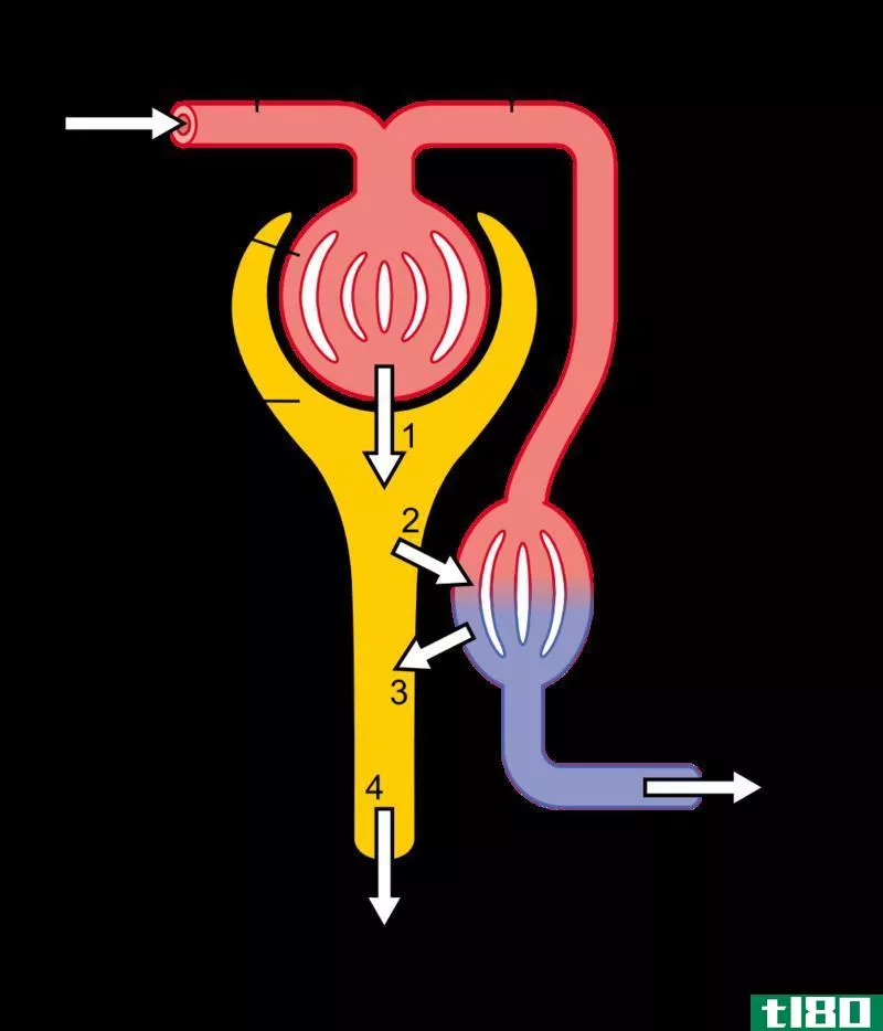 传入的(afferent)和出球小动脉(efferent arterioles)的区别