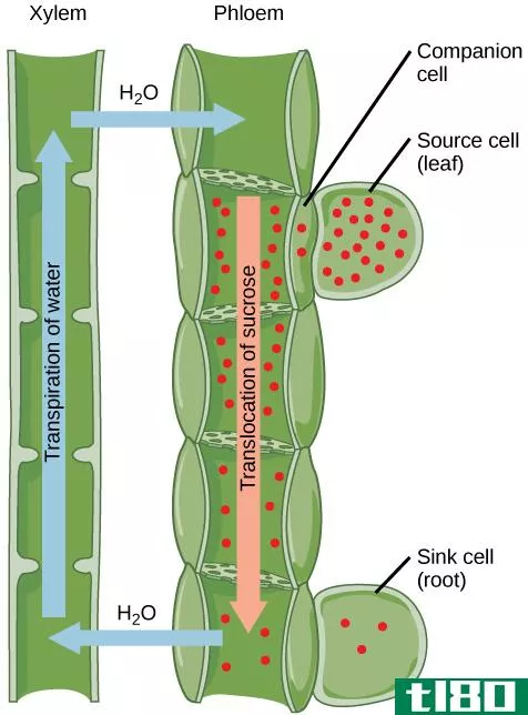 筛管(sieve tubes)和伴生细胞(companion cells)的区别