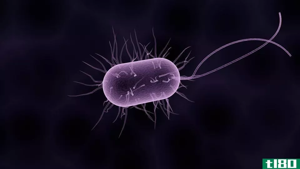 细菌(bacteria)和蓝藻(cyanobacteria)的区别
