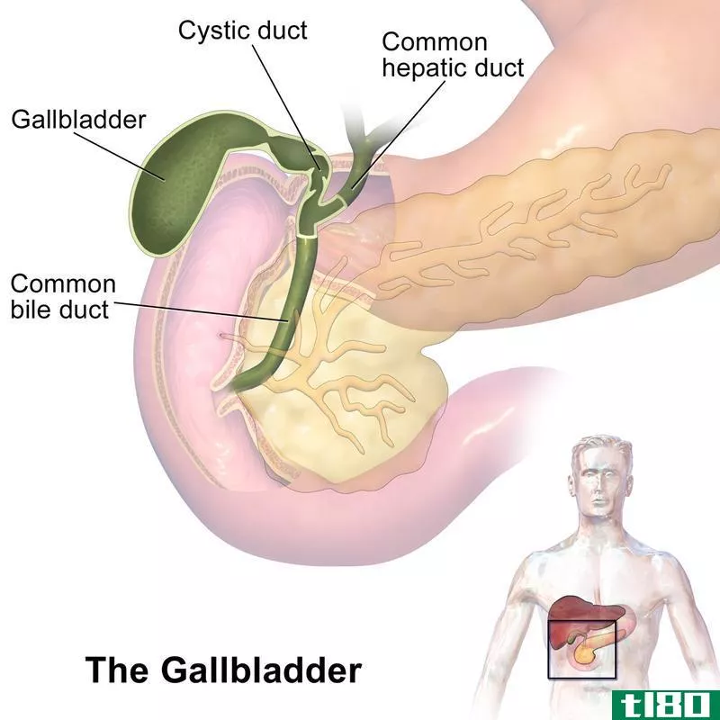 胰腺炎(pancreatitis)和胆囊发作(gallbladder attack)的区别