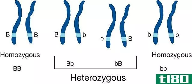 纯合(homozygous)和杂合子(heterozygous)的区别