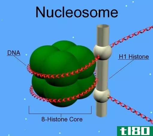 染色质(chromatin)和核小体(nucleosome)的区别
