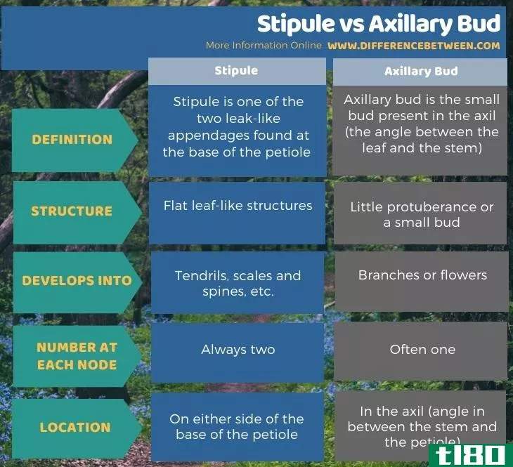 托叶(stipule)和腋芽(axillary bud)的区别