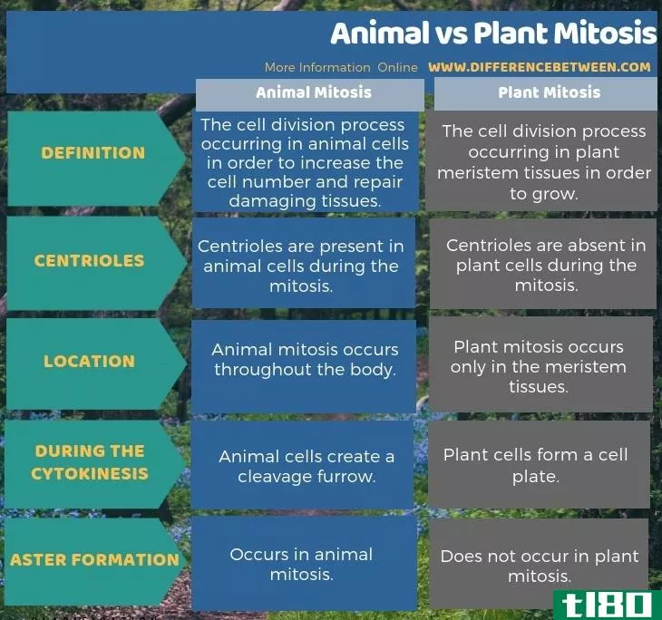 动物(animal)和植物有丝分裂(plant mitosis)的区别