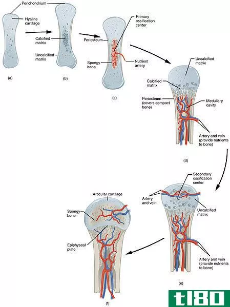 软骨内骨化(endochondral ossification)和膜内骨化(intramembranous ossification)的区别