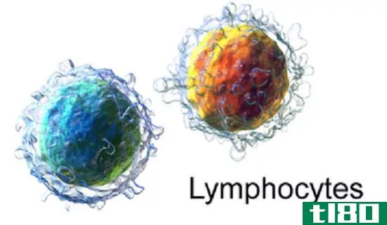 髓样(myeloid)和淋巴细胞(lymphoid cells)的区别