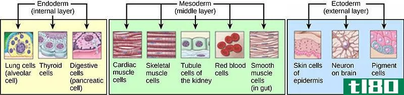 器官发生(organogenesis)和体细胞胚胎发生(somatic embryogenesis)的区别
