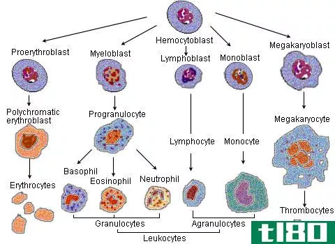 成髓细胞(myeloblast)和淋巴母细胞(lymphoblast)的区别