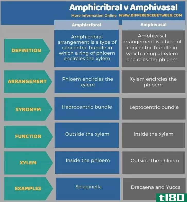 双纤维(amphicribral)和两性的(amphivasal)的区别