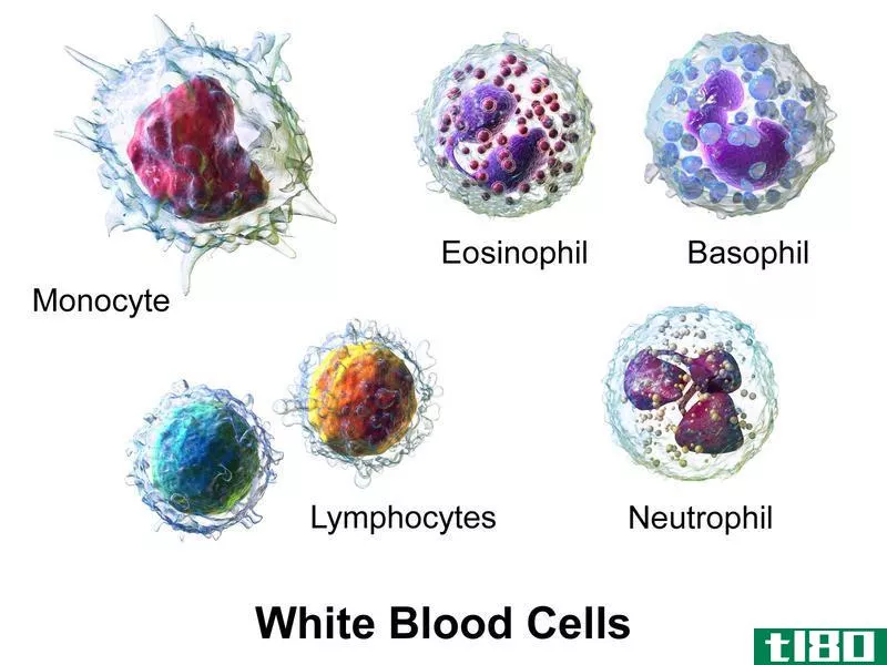 红细胞(red blood cell)和白细胞(white blood cell)的区别