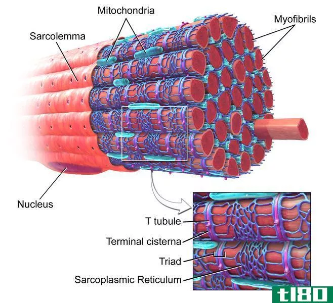 肌原纤维(myofibrils)和肌节(sarcomeres)的区别