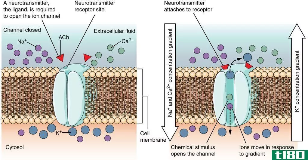 电压门控性(voltage gated)和配体门控离子通道(ligand gated ion channels)的区别