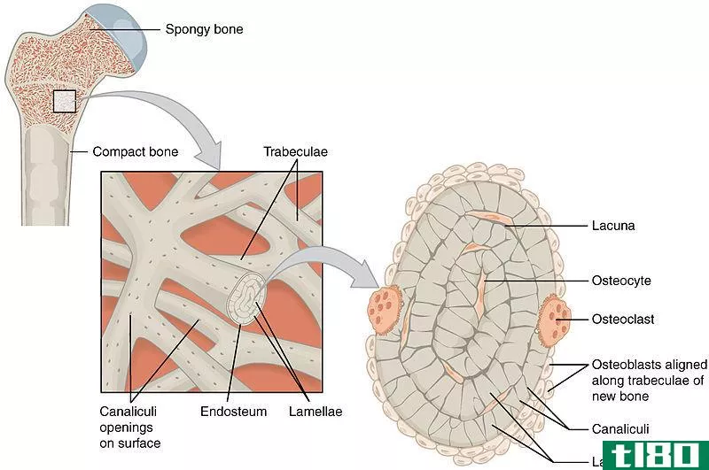 骨膜(periosteum)和内膜(endosteum)的区别