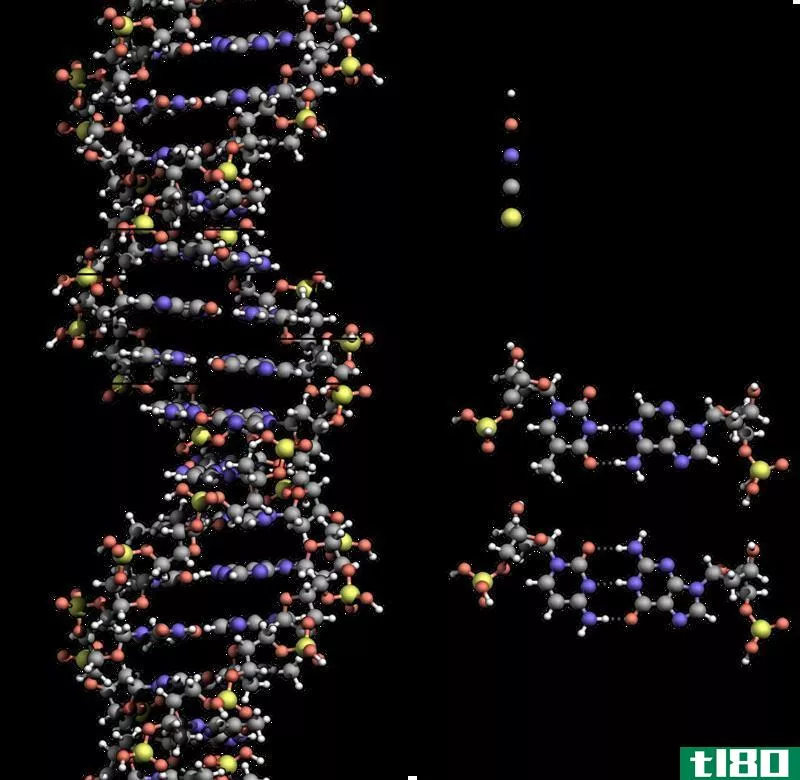 寡核苷酸(oligonucleotide)和多核苷酸(polynucleotide)的区别