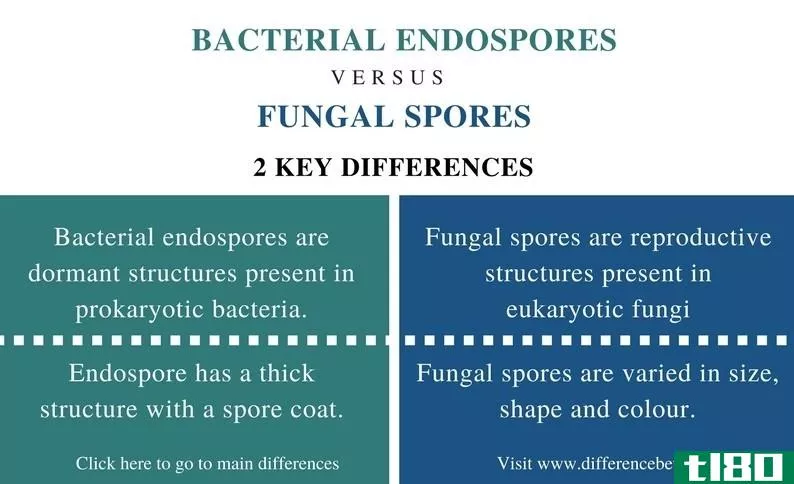 细菌内孢子(bacterial endospores)和真菌孢子(fungal spores)的区别