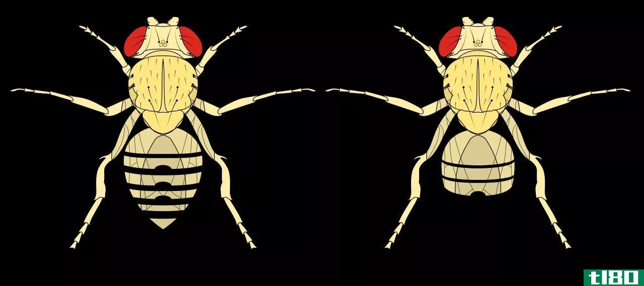 **的(male)和黑腹果蝇(female drosophila melanogaster)的区别