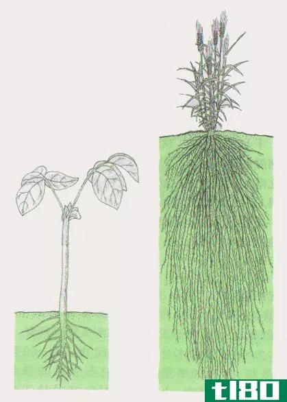 根部抽头(tap root)和须根(fibrous root)的区别
