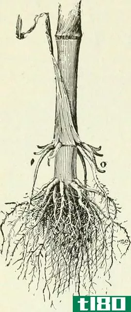 主根(taproot)和不定根(adventitious root)的区别