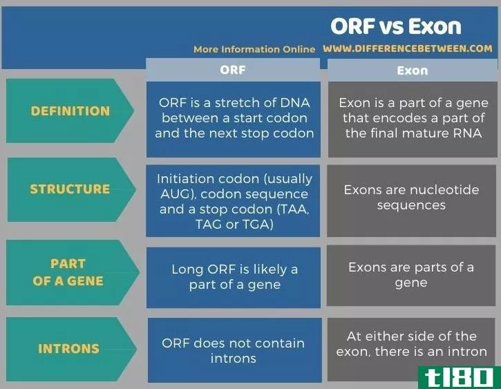 开放式(orf)和外显子(exon)的区别