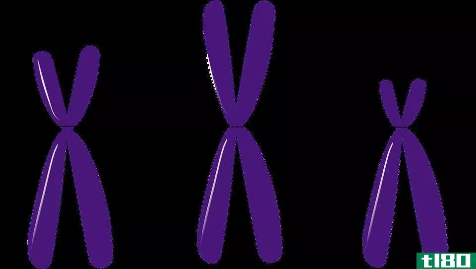 稳心(metacentric)和亚着丝粒染色体(submetacentric chromosomes)的区别