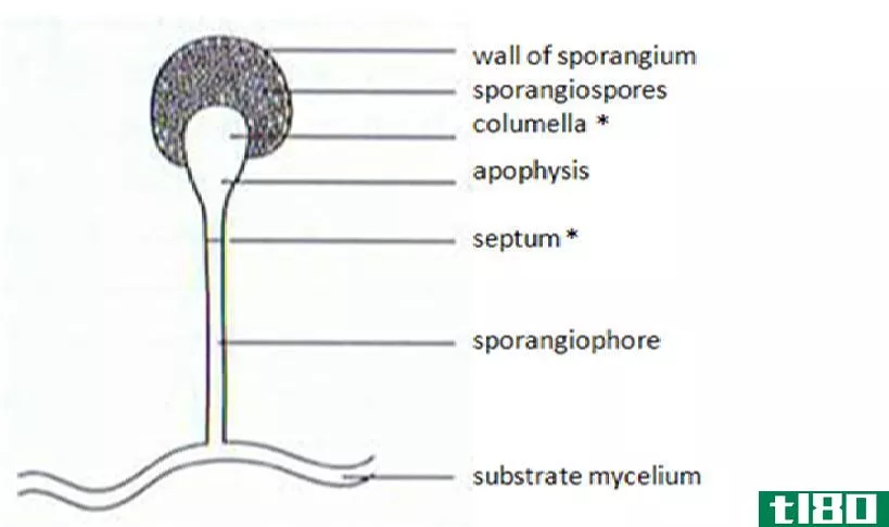 分生孢子(conidiophore)和孢子囊(sporangiophore)的区别