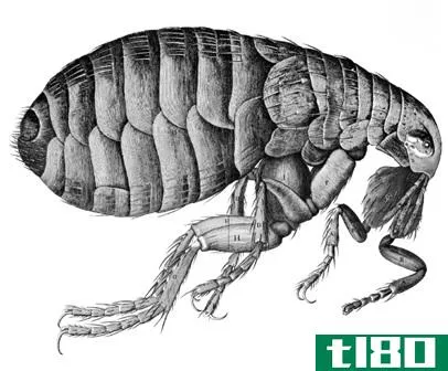 螨类(mites)和跳蚤(fleas)的区别