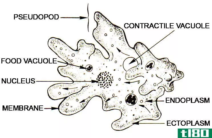 外质(ectopla**)和内质(endopla**)的区别