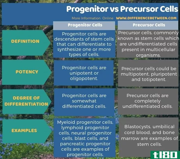 祖细胞(progenitor)和前体细胞(precursor cells)的区别