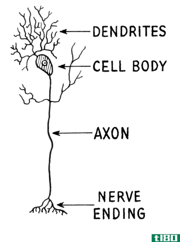轴突(ax***)和枝晶(dendrites)的区别